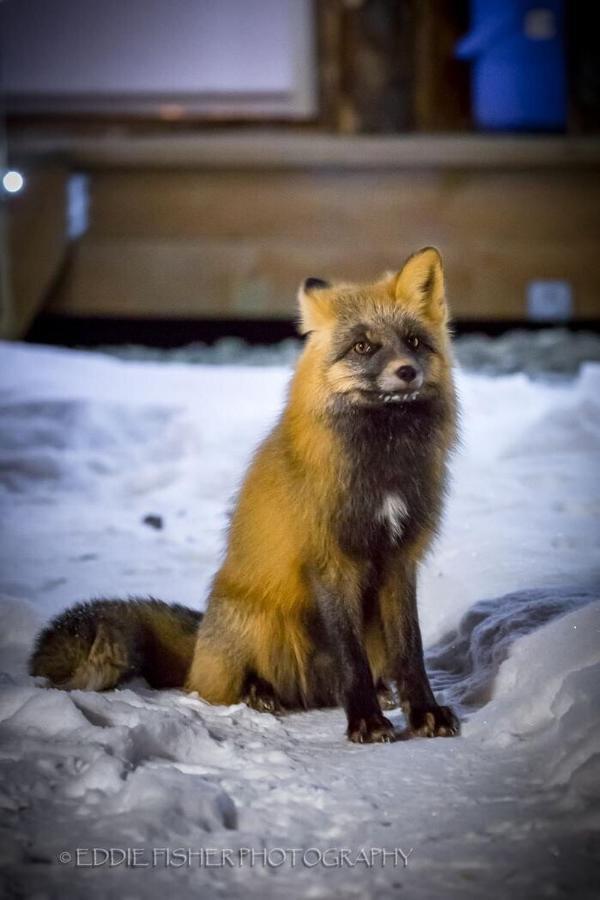 Talkeetna Villas And Tours エクステリア 写真